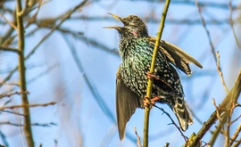 Megérkeztem- mondja a Seregély. 