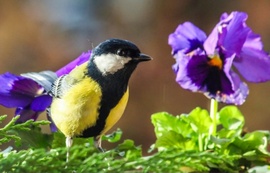 Kedves vendég. Széncinege. 