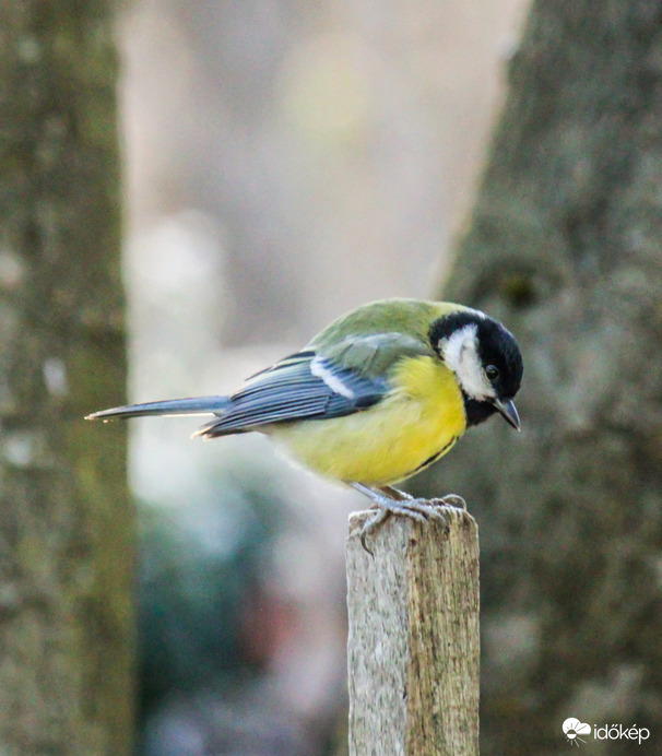 Láttál már karón Cinkét?