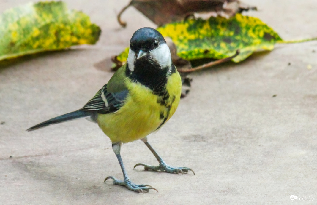 Megjött az Ősz, megjöttem én is. Széncinege 