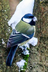 Víz nincs, azért havat iszom. Széncinege 