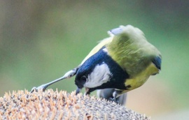 Ez nem matek, de ennek is ki kell jönni!