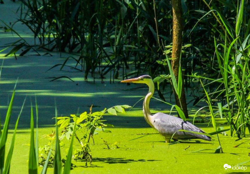 Várom a "bekapást".
