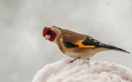 Február van, vagy nem?