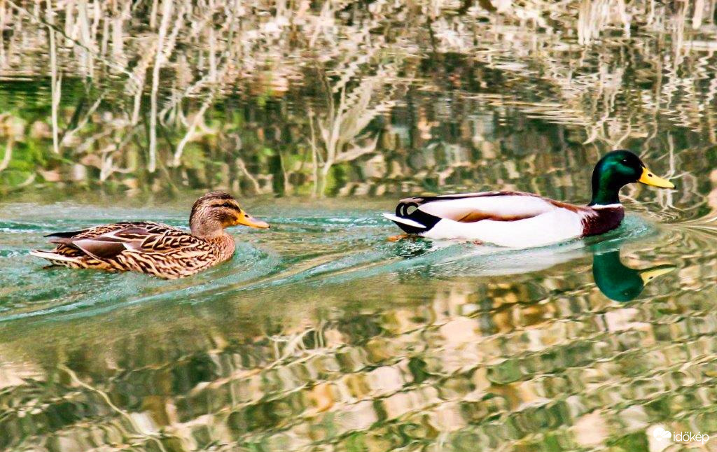 A Vizes Élőhelyek Világnapjára. 