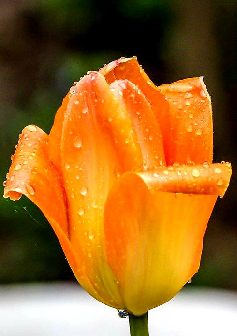 Tulipán eső után 