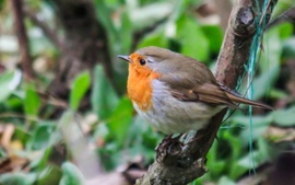 Tele vagyok, mint a déli busz. Vörösbegy. 