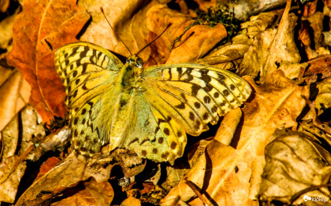 Zöldes gyöngyházlepke 