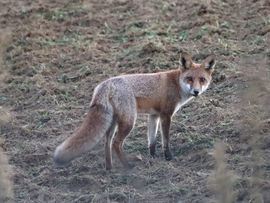 Róka Úr visszanéz