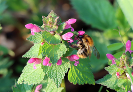 Aki szűntelen munkálkodik