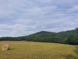 Tihany