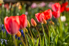 Lengyeltóti - A kertünk