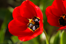 Lengyeltóti - A kertünk