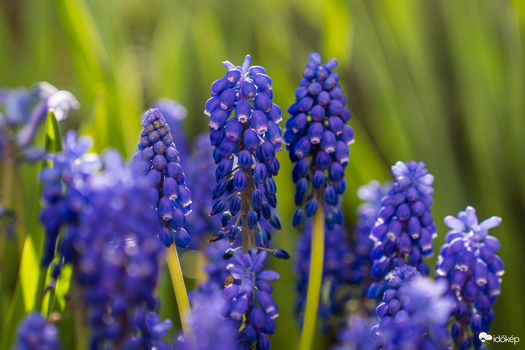 Lengyeltóti - A kertünk