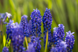 Lengyeltóti - A kertünk