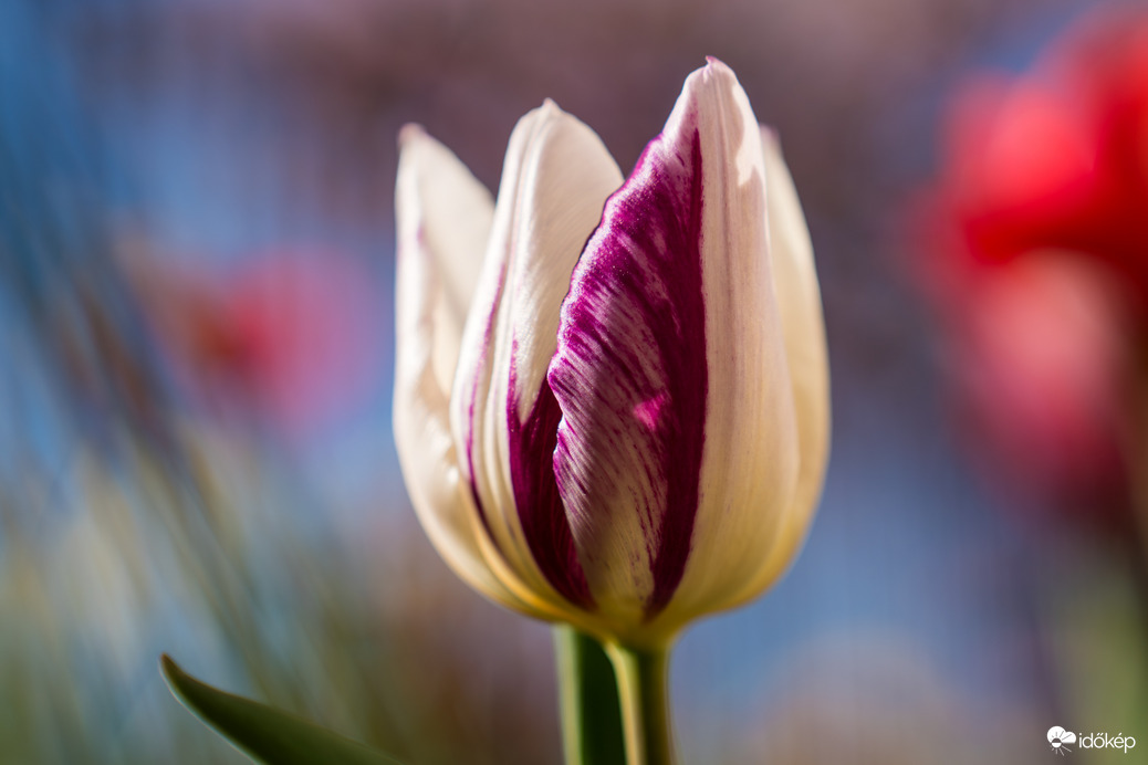 Lengyeltóti - A kertünk