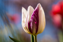 Lengyeltóti - A kertünk