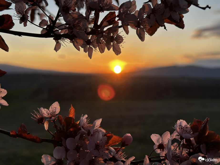 Hajnali fényben virágzó tavasz