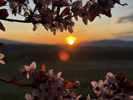 Hajnali fényben virágzó tavasz