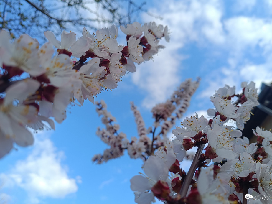 Budapest XVII.ker - Rákosliget