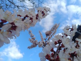 Budapest XVII.ker - Rákosliget