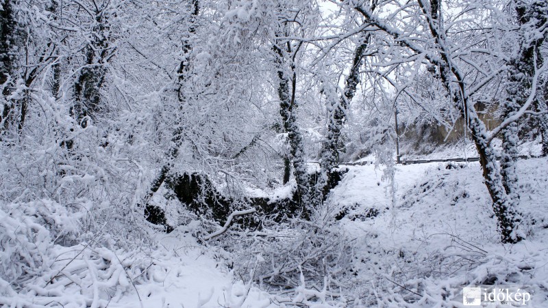 Nyúl