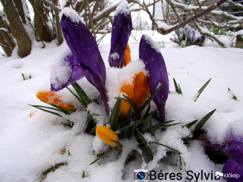 Hó-virágok :-)