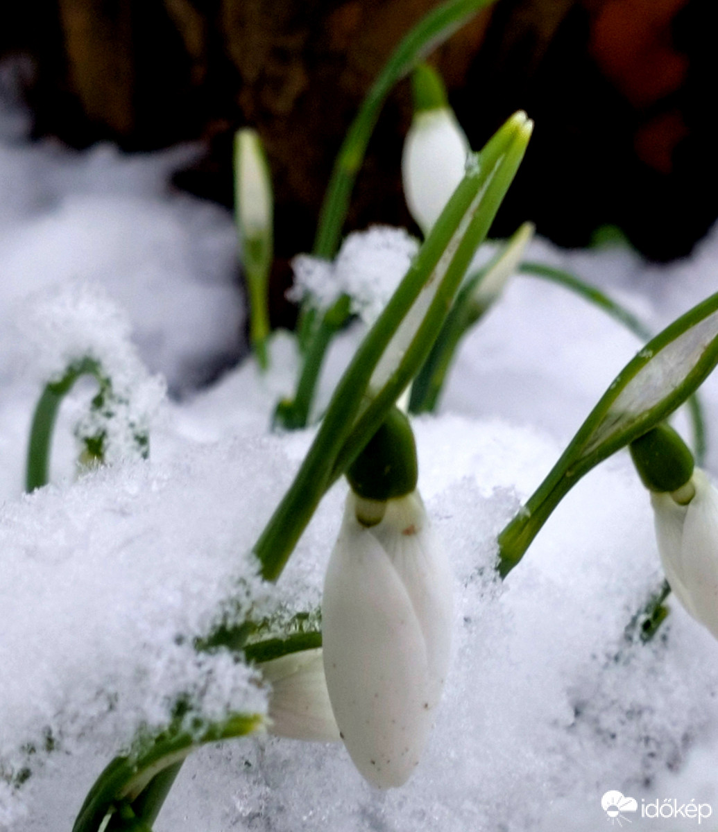 "Hóvirág "