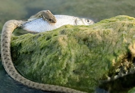 Balatonlelle