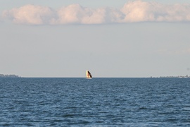 Balatonlelle