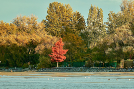 Balatonlelle