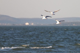 Balatonlelle