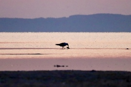 Balatonlelle