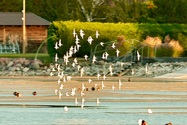 Balatonlelle
