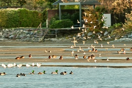 Balatonlelle 