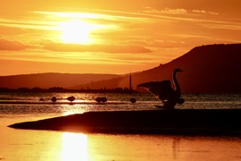Balatonlelle