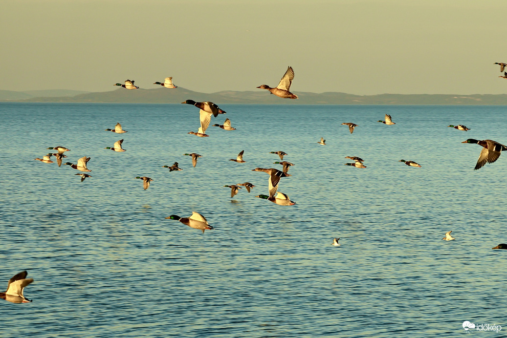 Balatonlelle