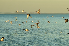 Balatonlelle