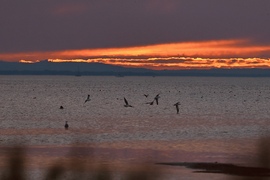Balatonboglár