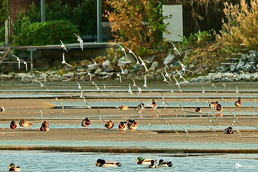 Balatonlelle