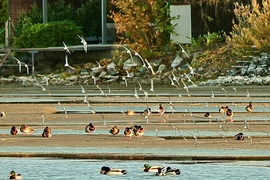 Balatonlelle