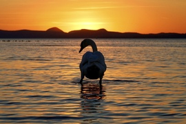 Balatonlelle