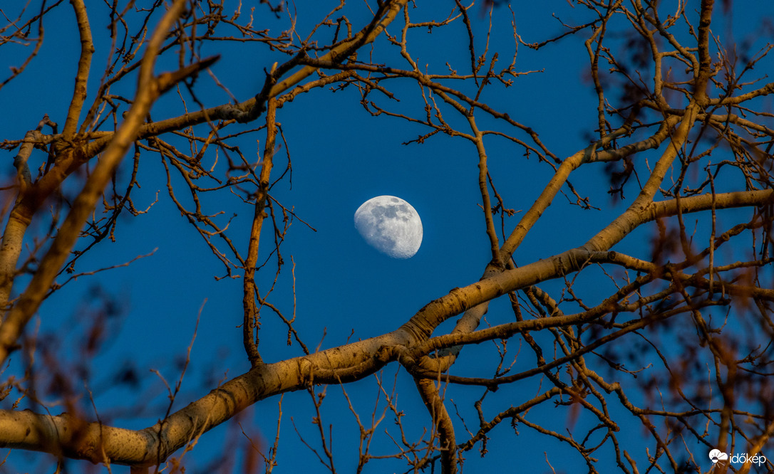 Ágak közt a kék égen