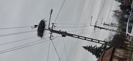 Gólya 