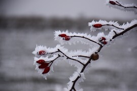 Hódmezővásárhely 