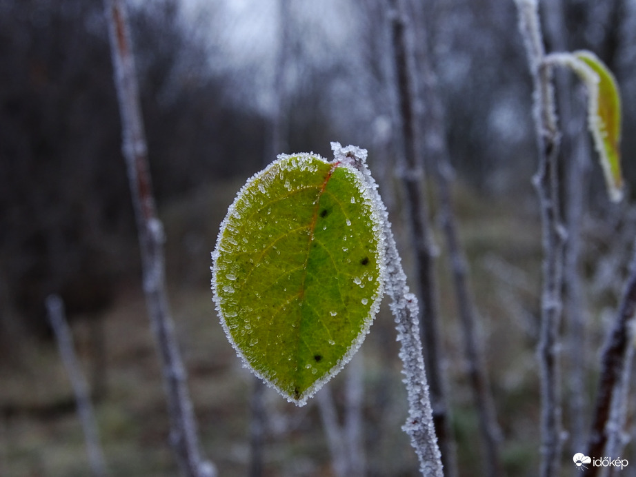 Hódmezővásárhely 