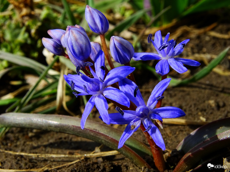 Tavaszi csillagvirág