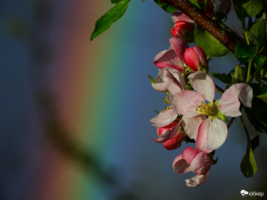 Hódmezővásárhely 