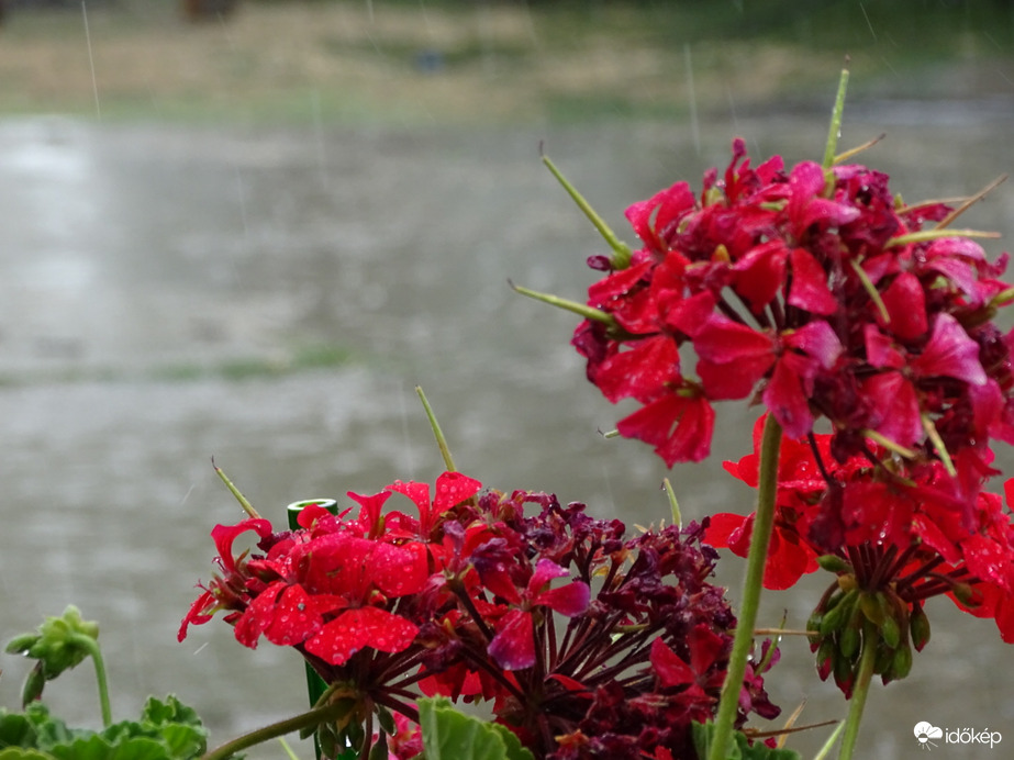 Hódmezővásárhely 