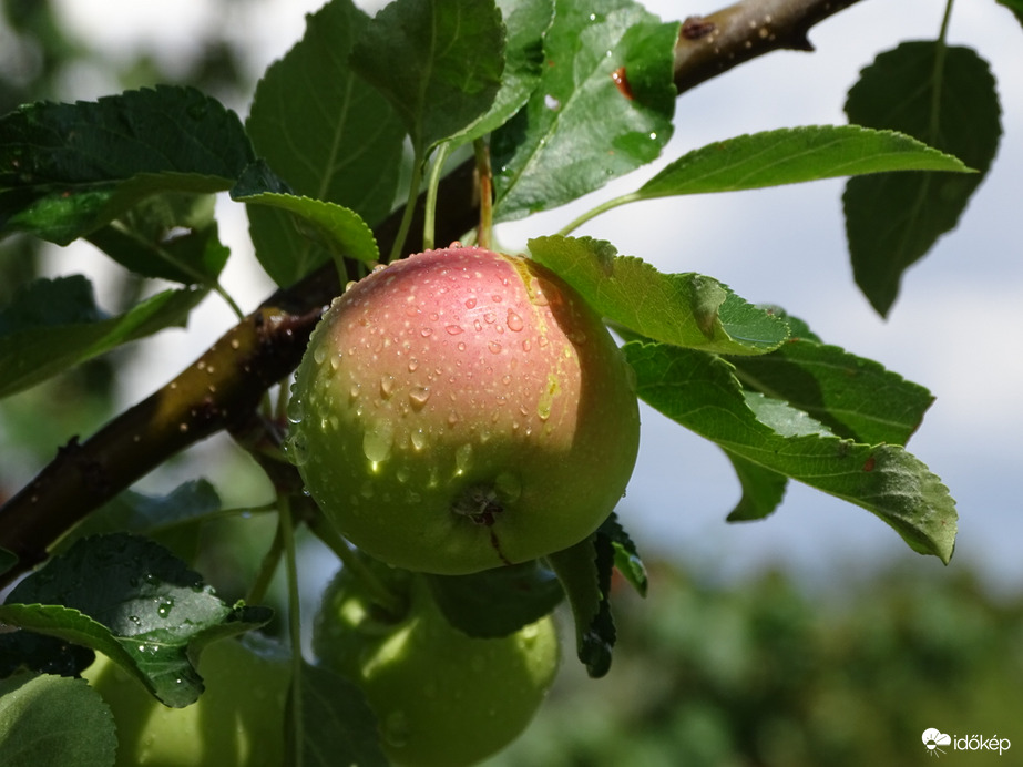 Zápor Hódmezővásárhely 